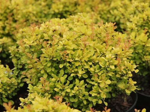 Berberis thunbergii 'Golden Devine'
